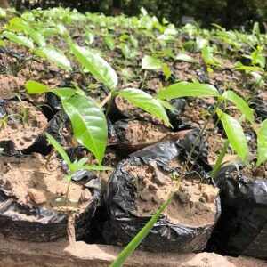 Costruiamo una Piantagione di Cacao-E-ti-porto-in-Africa-4